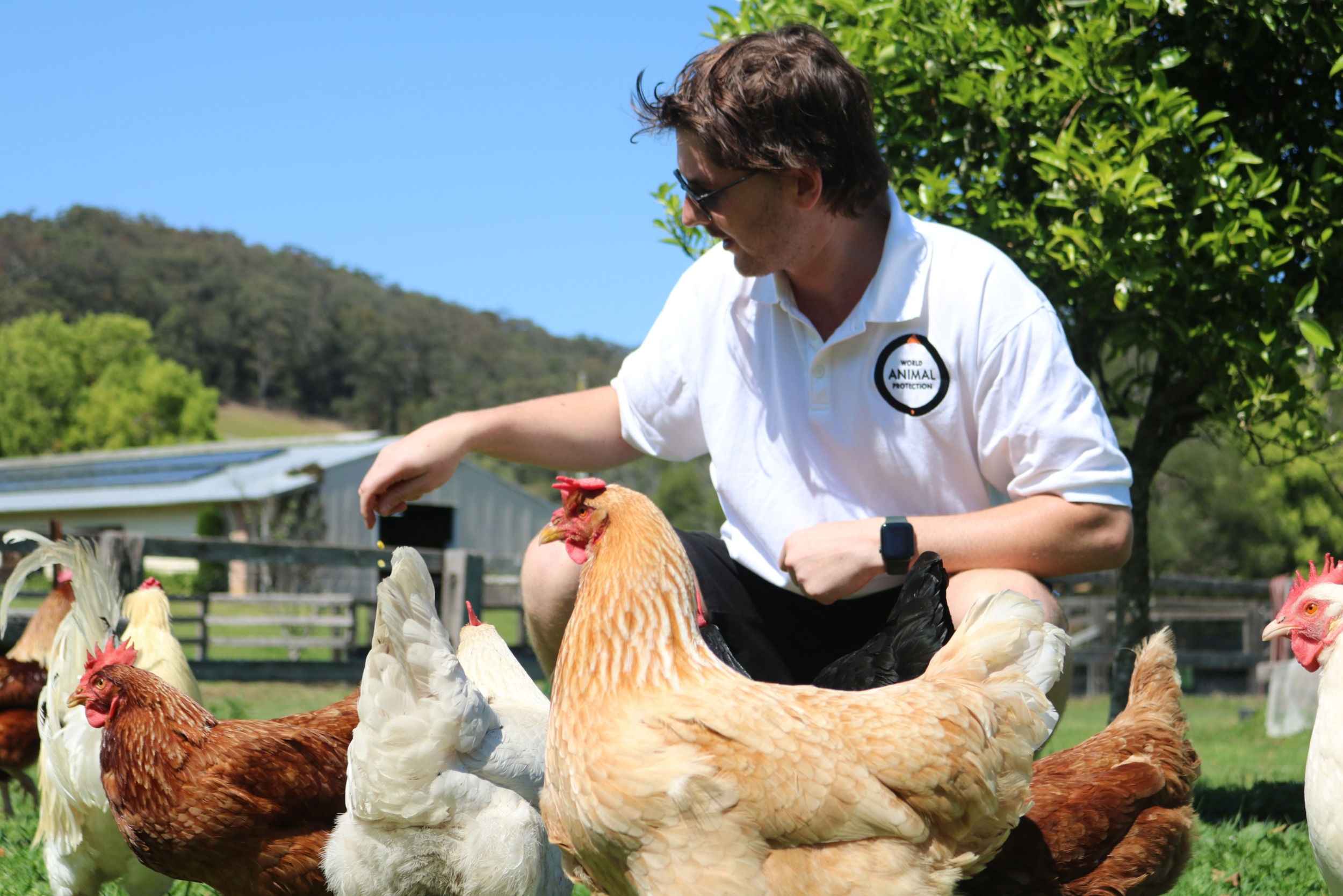 Un visitante alimenta a gallos y gallinas en un santuario en Australia.
