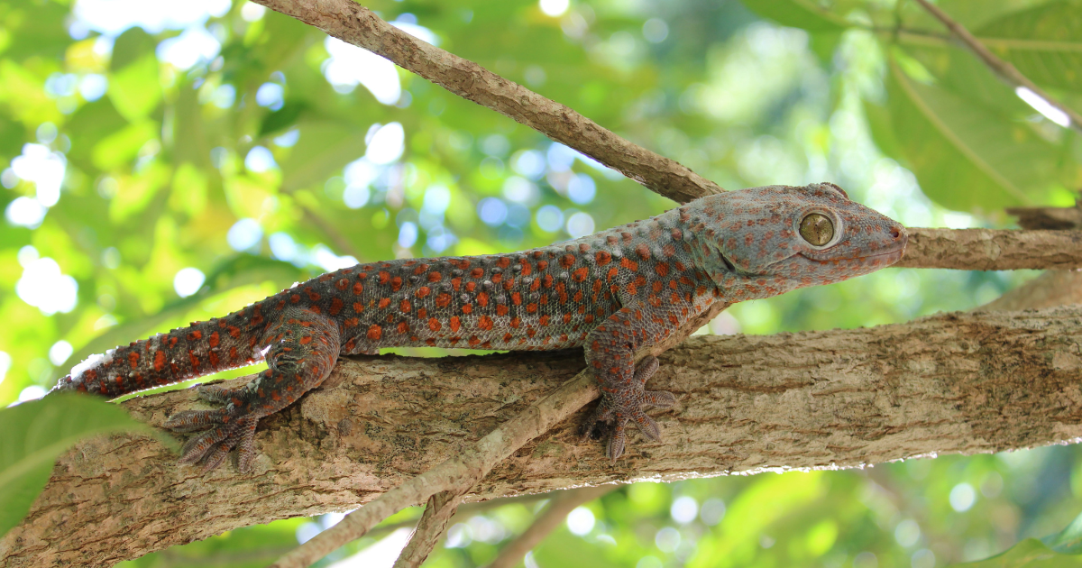 un gecko tokay posado sobre la rama de un árbol.