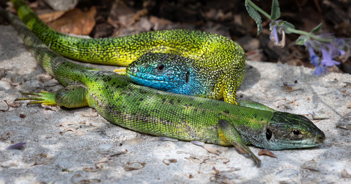 una pareja de lagartijas verdes tomando el sol, el macho posando su cabeza sobre el lomo de la hembra.