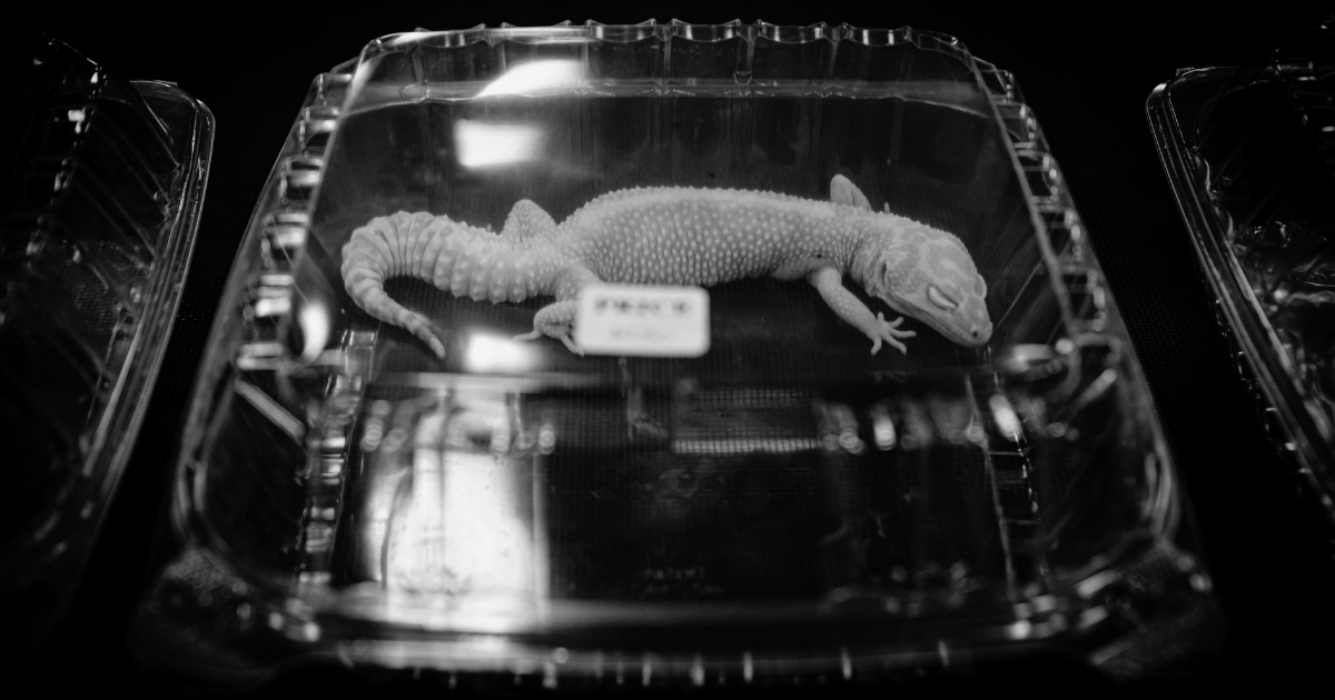 un lagarto exhibido en una cápsula plástica para alimentos.