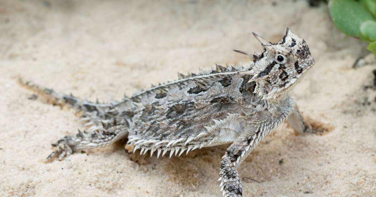 un lagarto cornudo sobre la arena.
