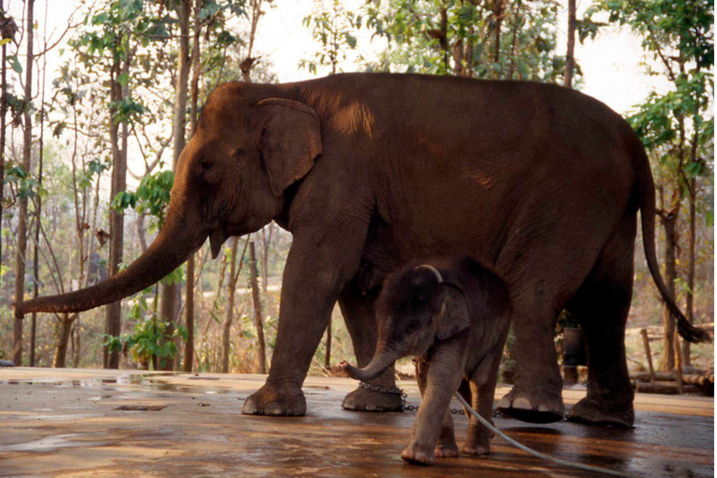 Una elefante madre cautiva con su cría en Tailandia.