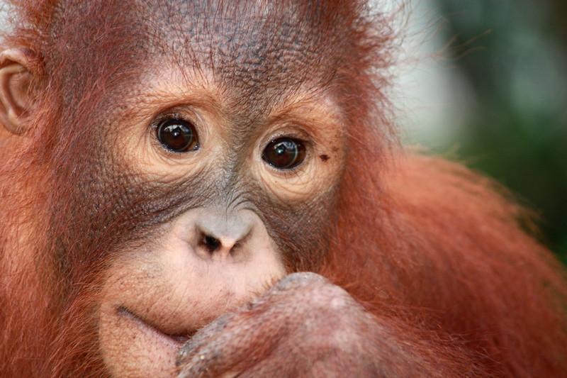 Un orangután viendo a la cámara.
