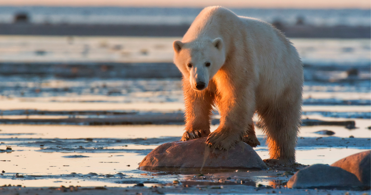 La alimentación del oso polar