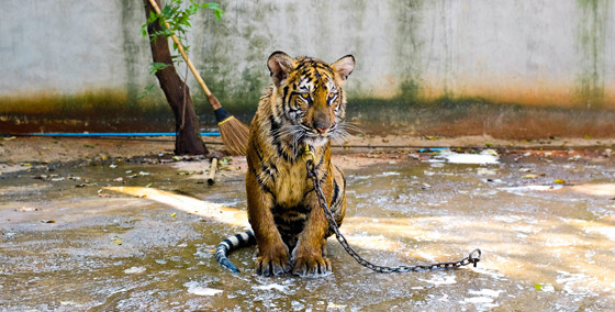 Un tigre cautivo encadenado en Asia. 