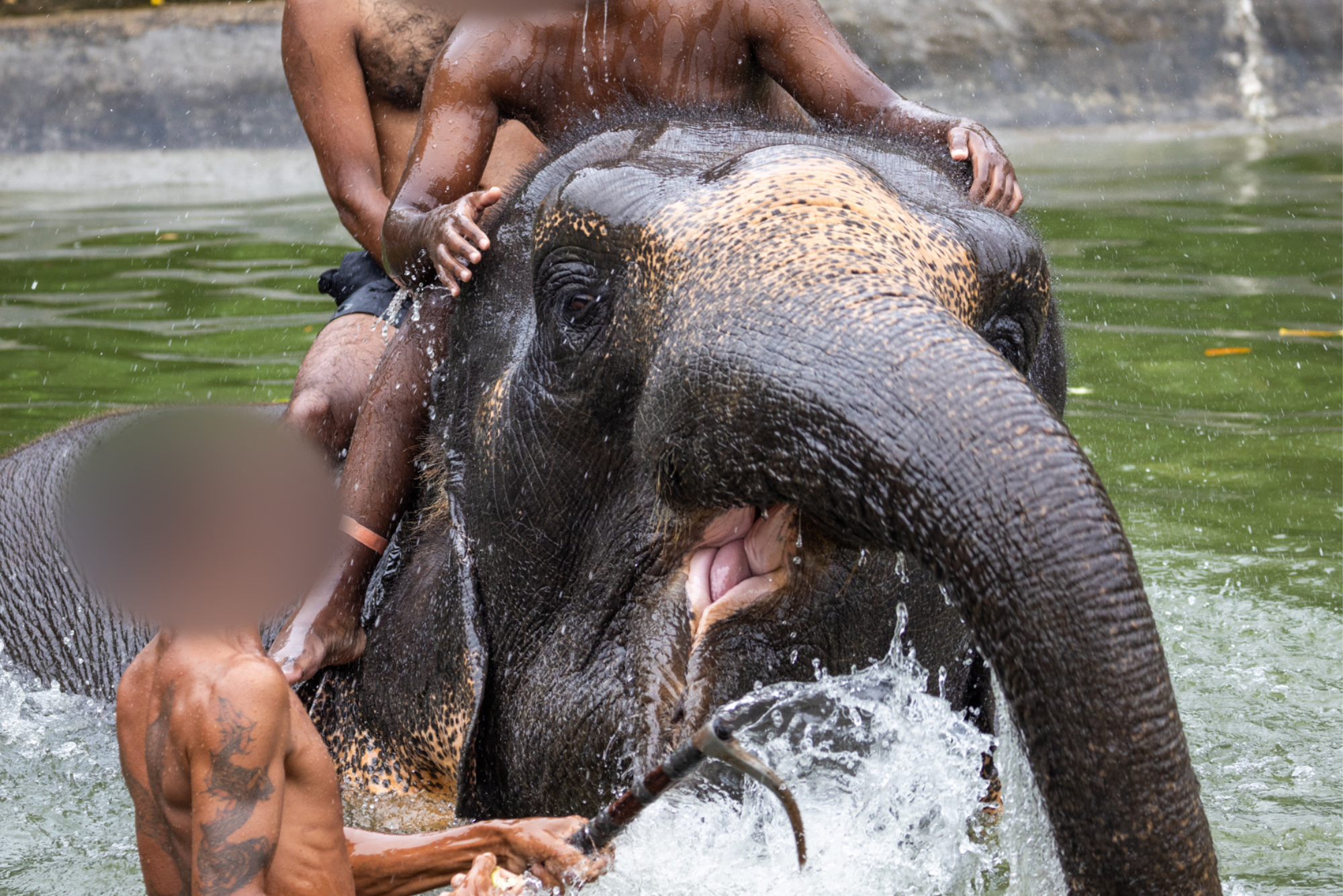 Personas subidas sobre un elefante cautivo en Tailandia.