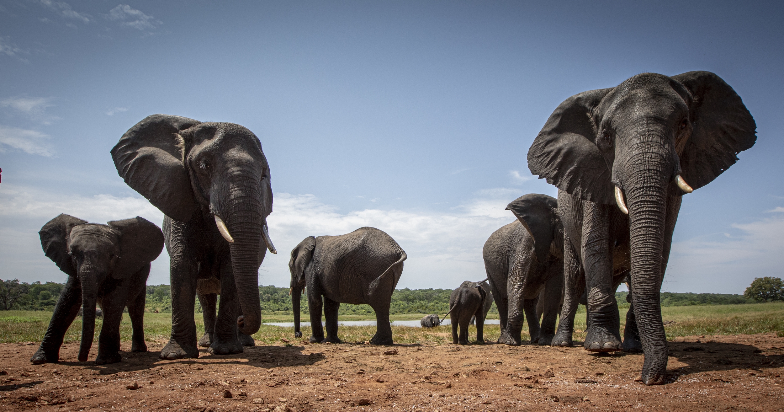 Una manada de elefantes reunida. 
