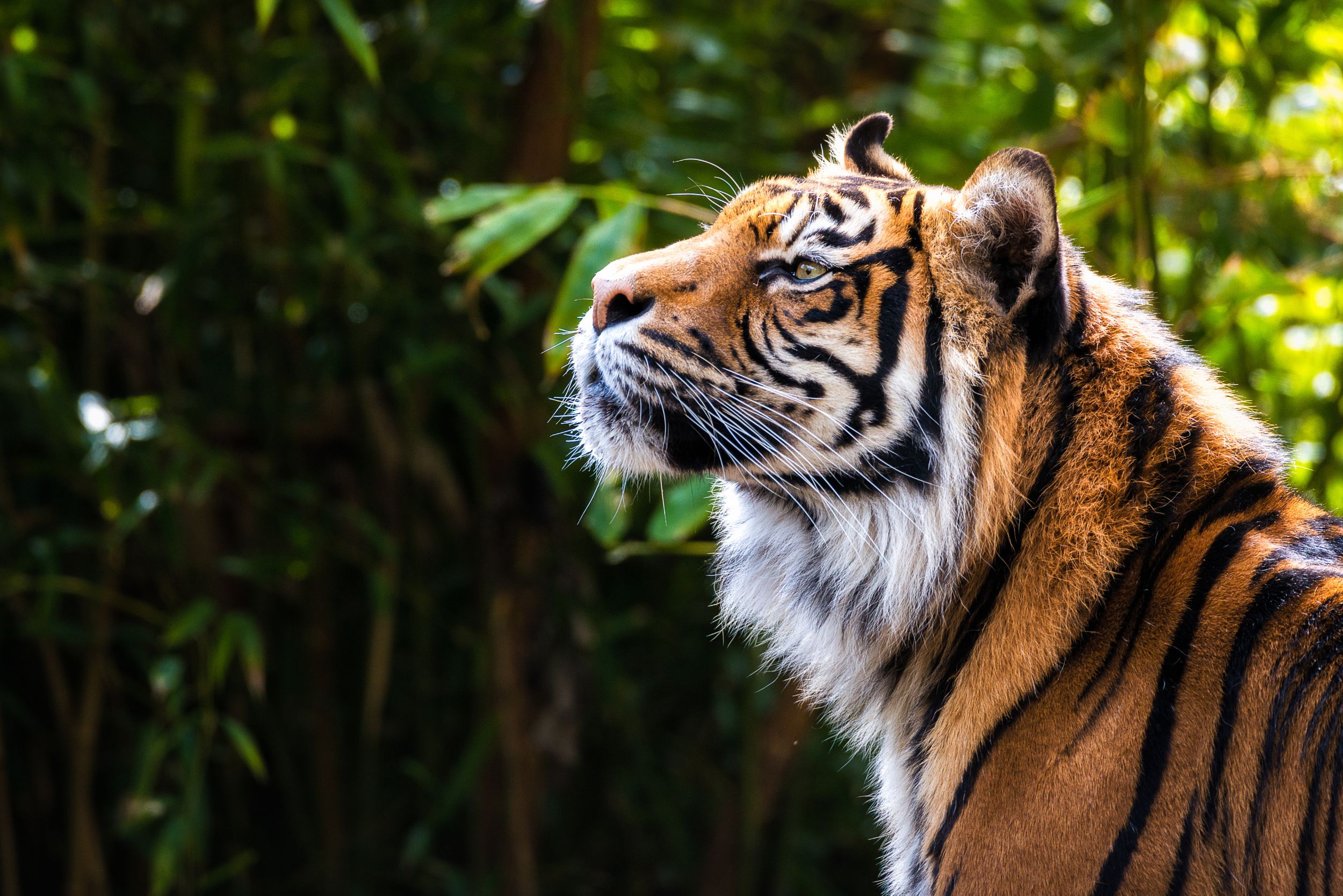 Un tigre de bengala en su hábitat natural donde pertenece.