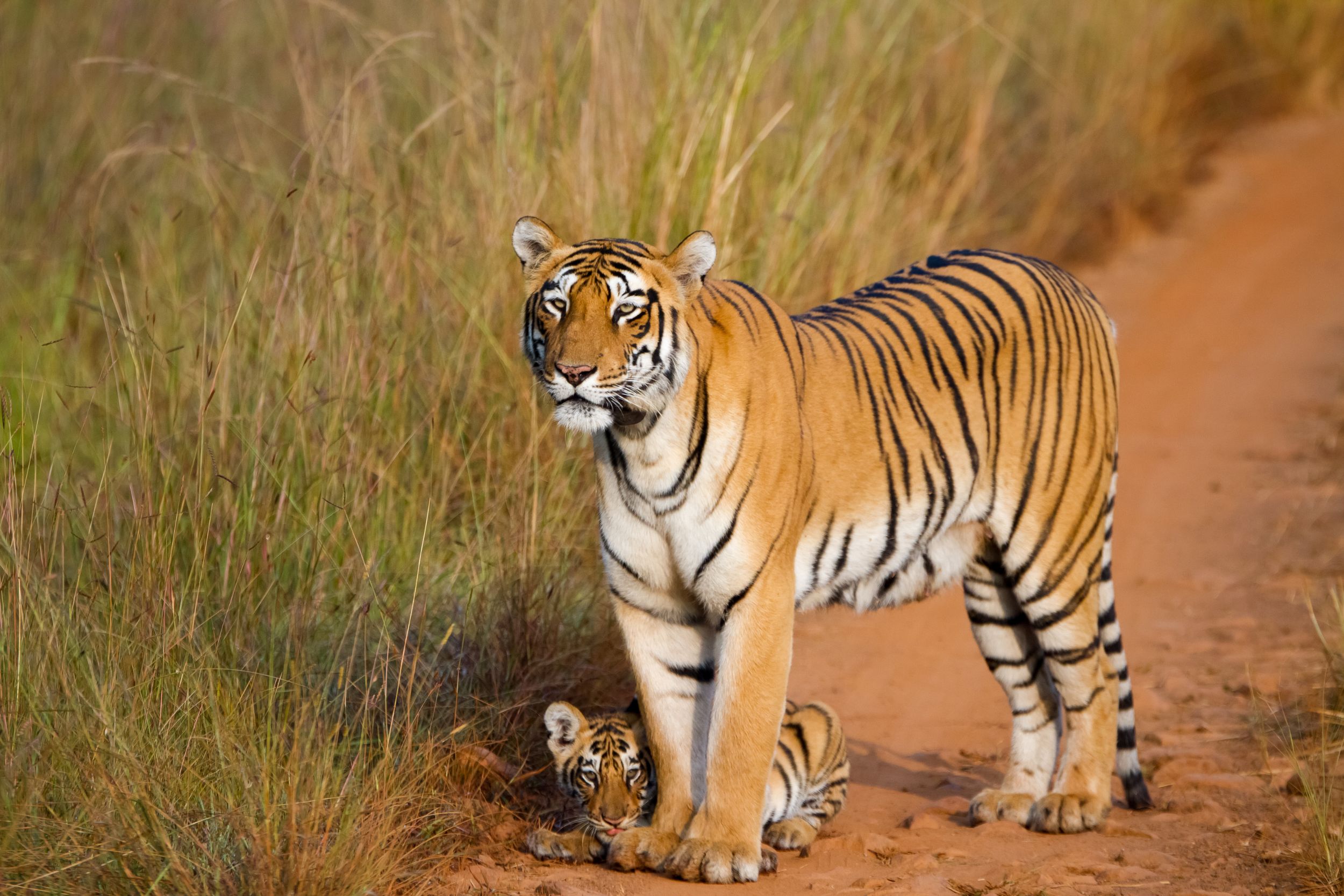 Un cachorro de tigre es protegido por su madre en su hábitat natural en India.