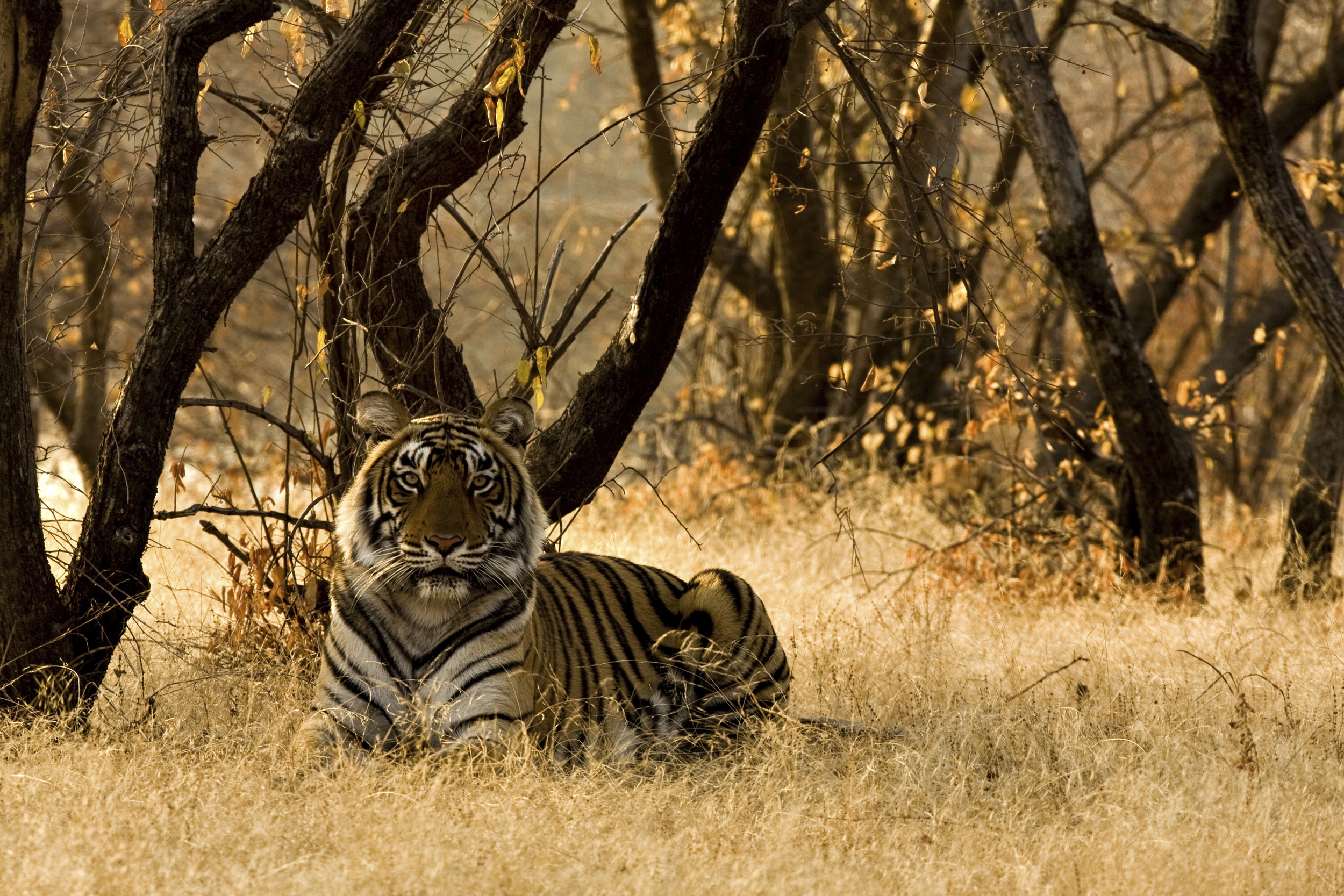 Un tigre libre en la naturaleza