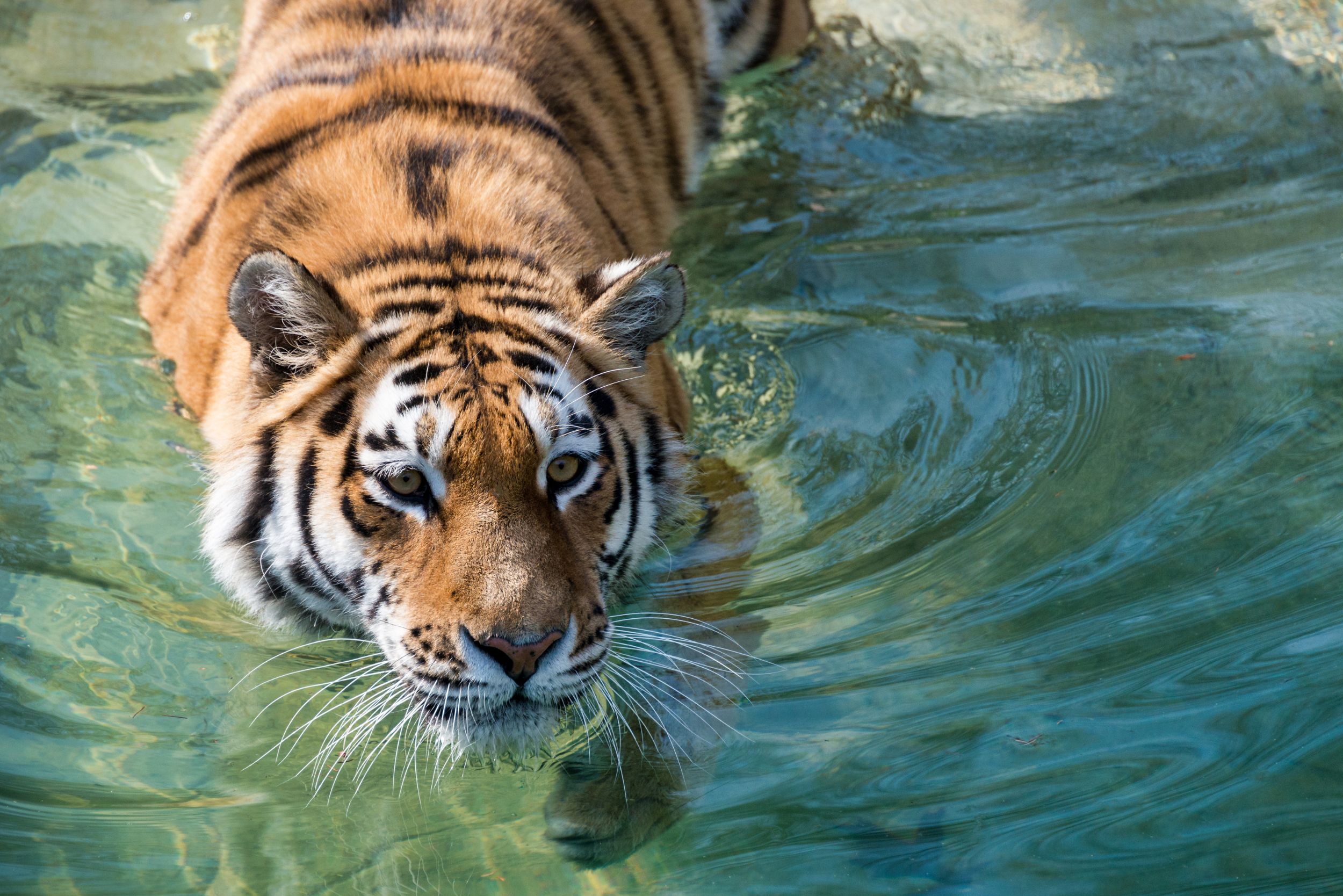Tigre nadando en la naturaleza.