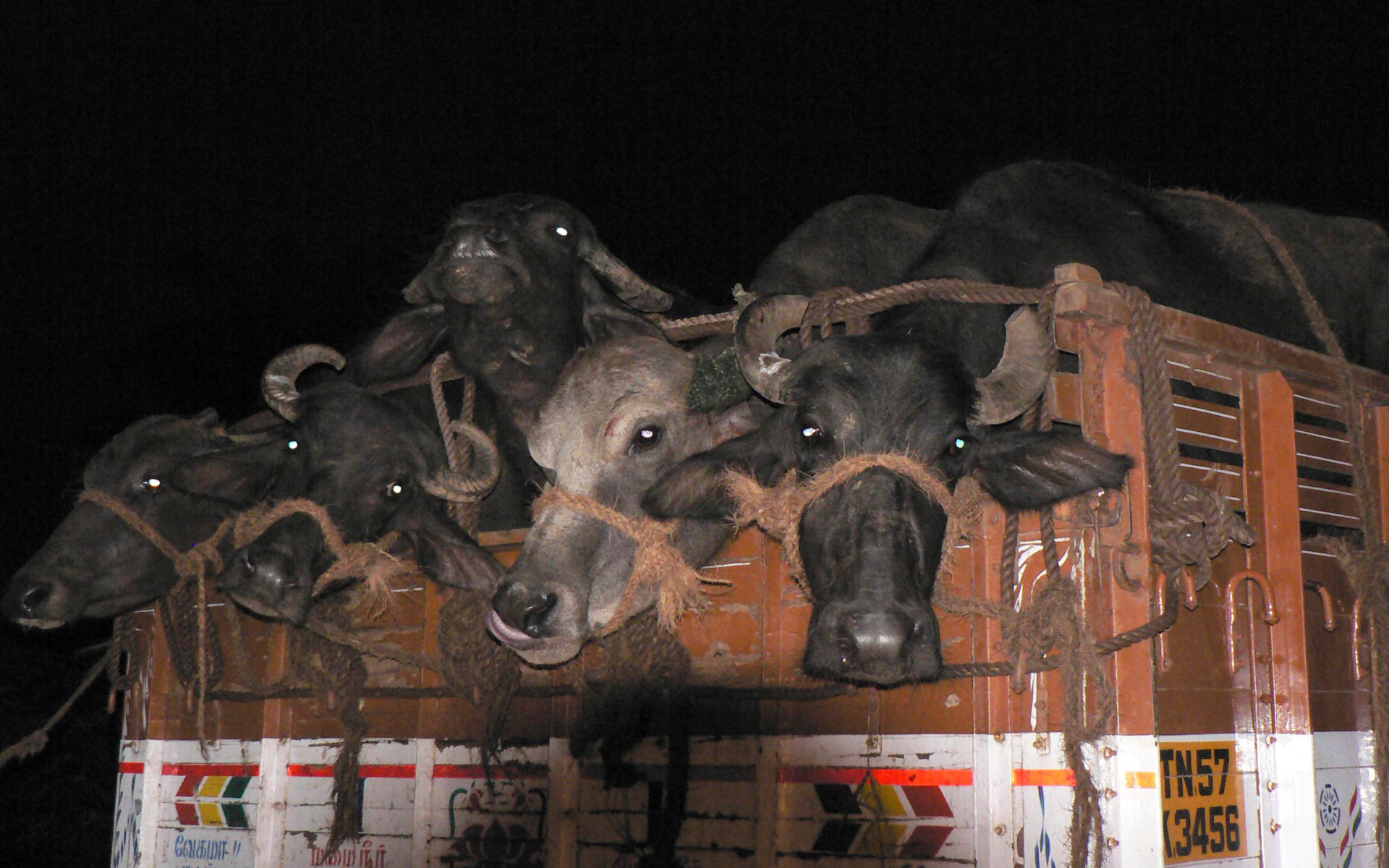 Vacas siendo transportadas al matadero.